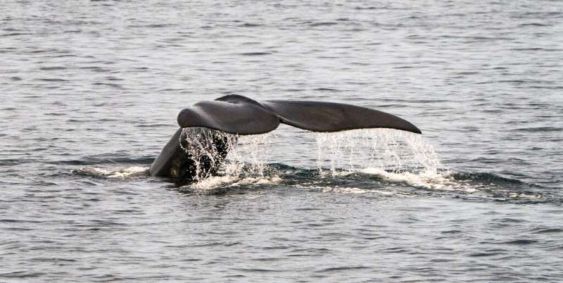 The most recent deaths and sevent recent calf births bring the North Atlantic right whale population to 413