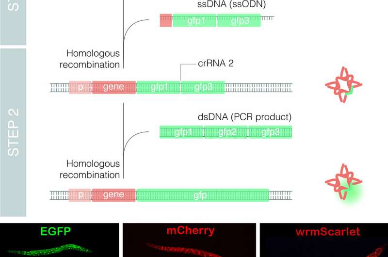 The novel method Nested CRISPR enables efficient genome editing using long DNA fragments