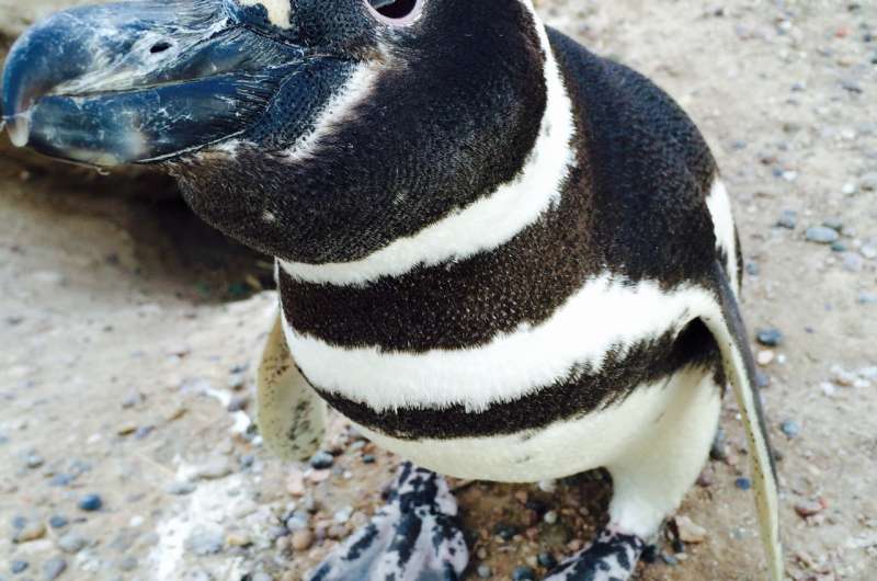 The number of single male Magellanic penguins is rising at this breeding colony. Here’s why.