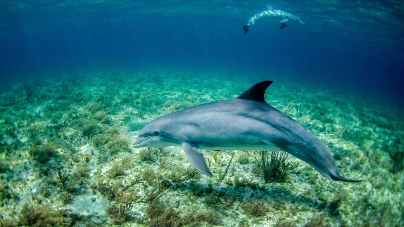 Theory that ridged skin helps dolphins debunked