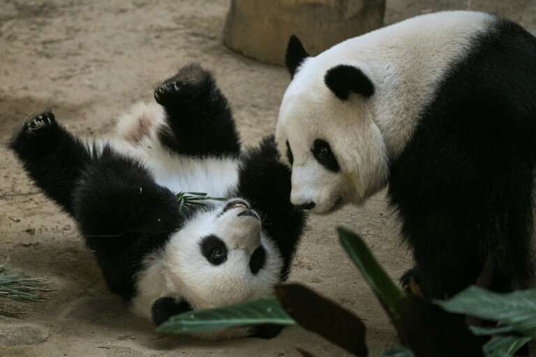 The panda is the second-born of a couple loaned by China in 2014
