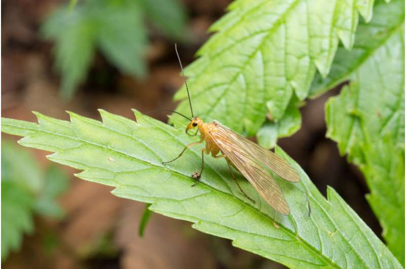 The parallel ecomorph evolution of scorpionflies: The evidence is in the DNA
