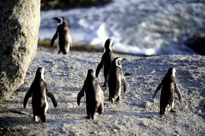 The penguins re-colonised a beach near Cape Town in the 1980s and have since become a major tourist attraction