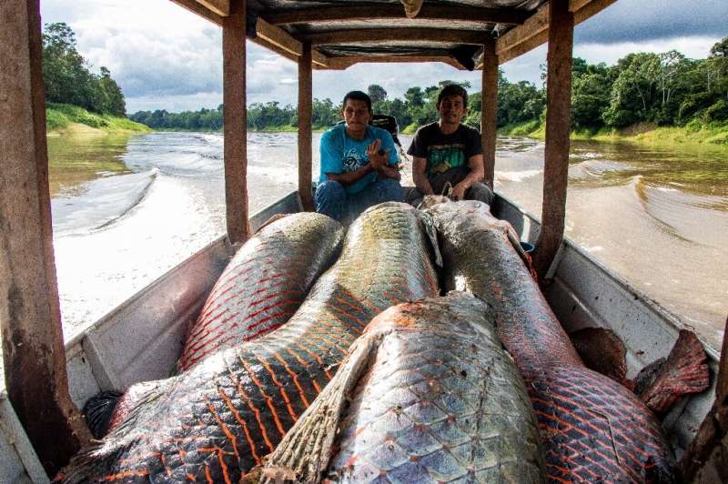 The pirarucu population has soared thanks to a sustainable fishing program in place in Brazil's Amazon