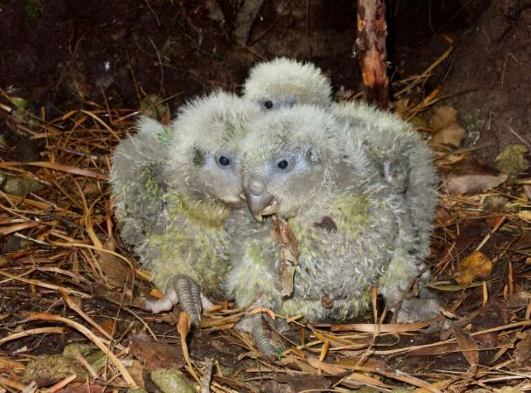 The plump parrots have produced 249 eggs this year, of which 89 have so far hatched