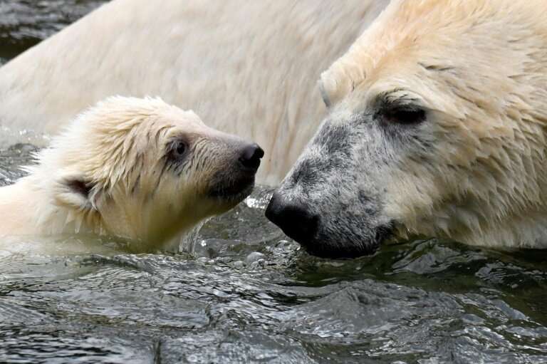 The polar bear cub was born in December