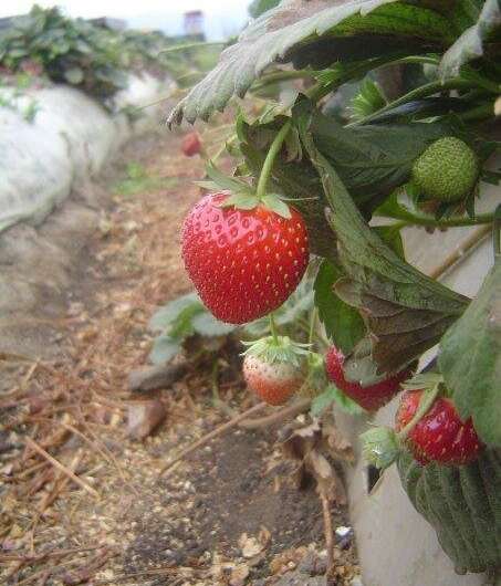 The prospects of american strawberries