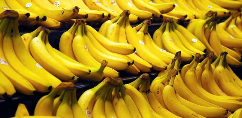 The quest to save the banana from extinction