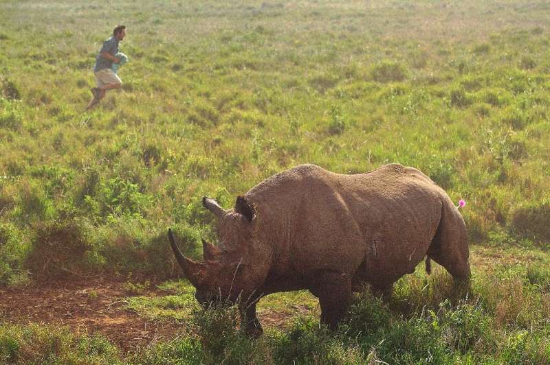 There are about 5,000 black rhinos remaining across their range in the wild, according to the International Union for Conservati