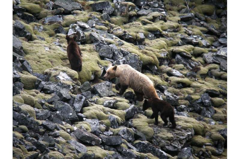 There are between 330 and 350 brown bears in the Cantabrian Mountains, including more than 40 females, one of which is seen here