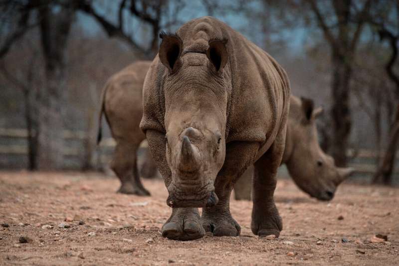 There are fewer than 25,000 rhinos left in the wild in Africa due to a surge in poaching