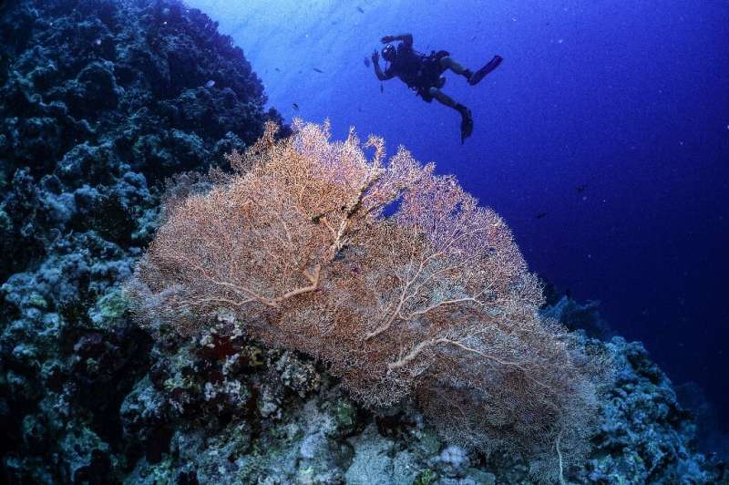 The research shows that it is possible for coral to survive and even thrive in waters that are warmer and more acidic than where