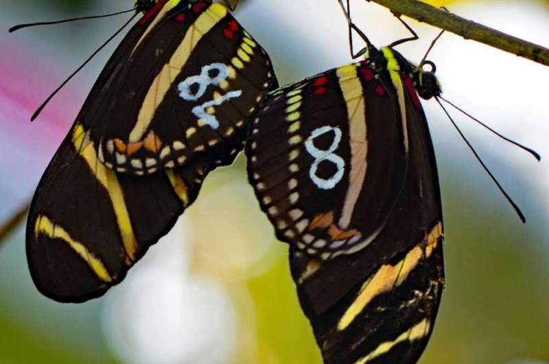 There’s no place like home: butterflies stick to their burbs