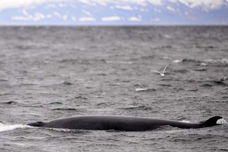 There will be no whaling off Iceland for the first tiem since the country resumed the controversial practice in 2003