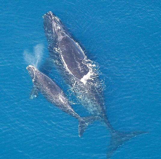 The “right” whale to save