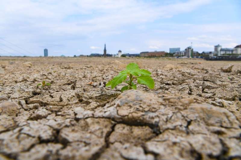The river bed of the Rhine is dried on August 8, 2018 in Duesseldorf, western Germany during an exceptionally long heatwave