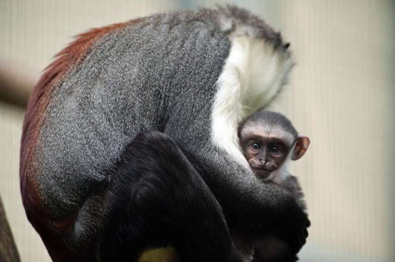 The Roloway Monkey of Cote d'Ivoire and Ghana has fewer than 2,000 left in the wild
