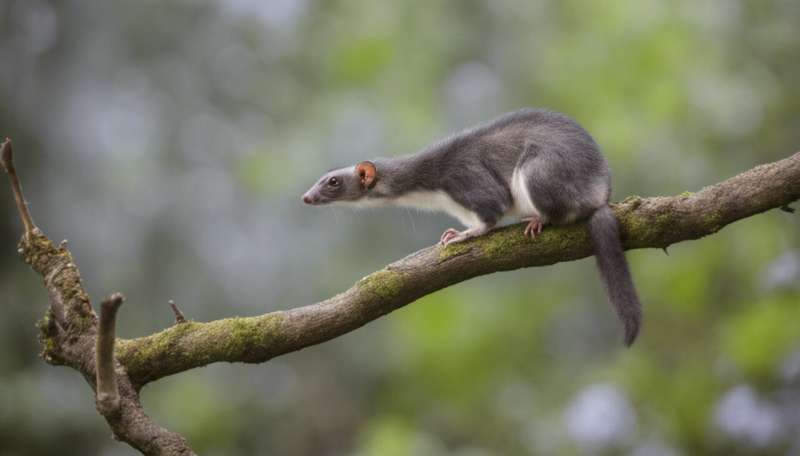The science that stops possums eating your garden