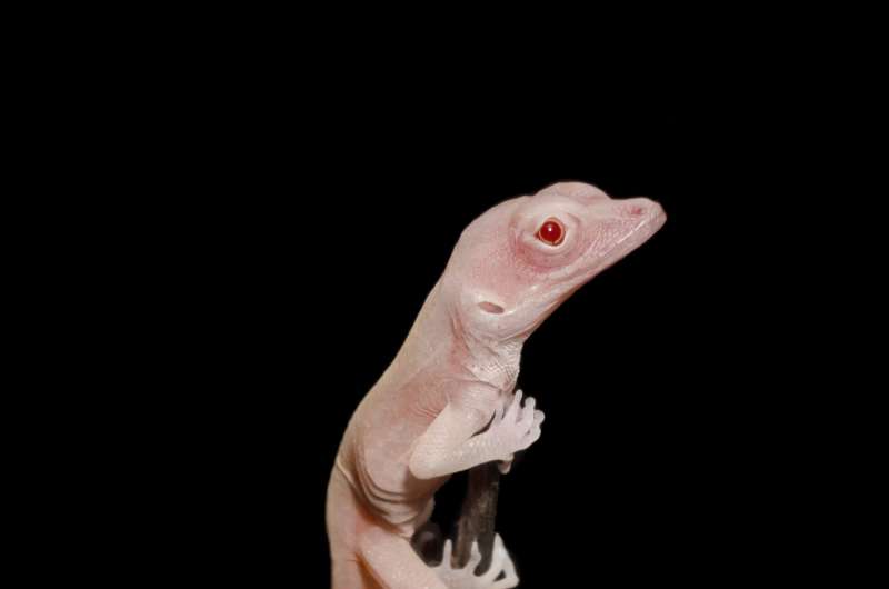 These albino lizards are the world's first gene-edited reptiles