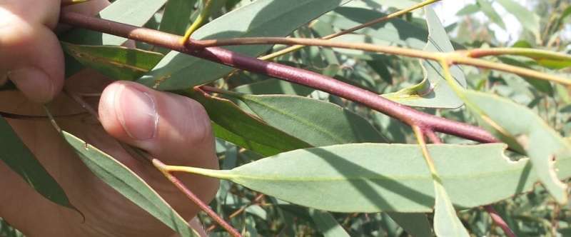 The secrets of secretion—isolating eucalyptus genes for oils, biofuel