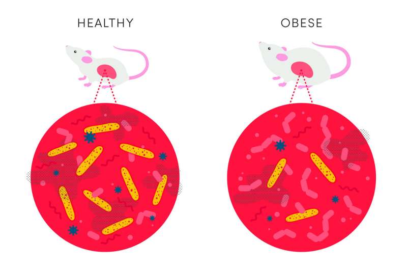 These gut bacteria prevent mice from becoming obese -- what could that mean for us?