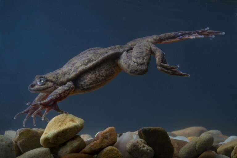 The Sehuencas frog, which is completely aquatic, was once found in abundance at the bottom of small streams and rivers or in pon