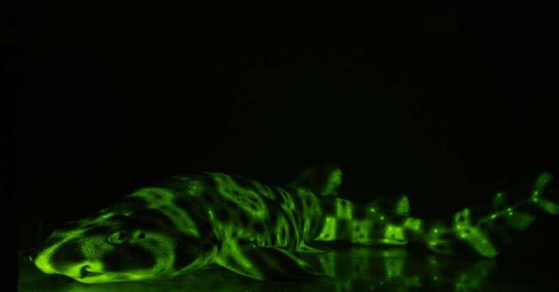 These sharks use unique molecules to glow green