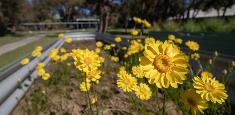 The showy everlasting daisy is endangered, but a primary school is helping out