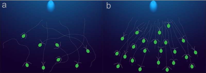 The simple physics behind algal movement towards light