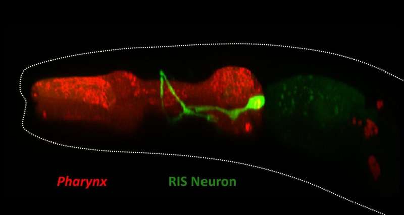 The sleep neuron in threadworms is also a stop neuron