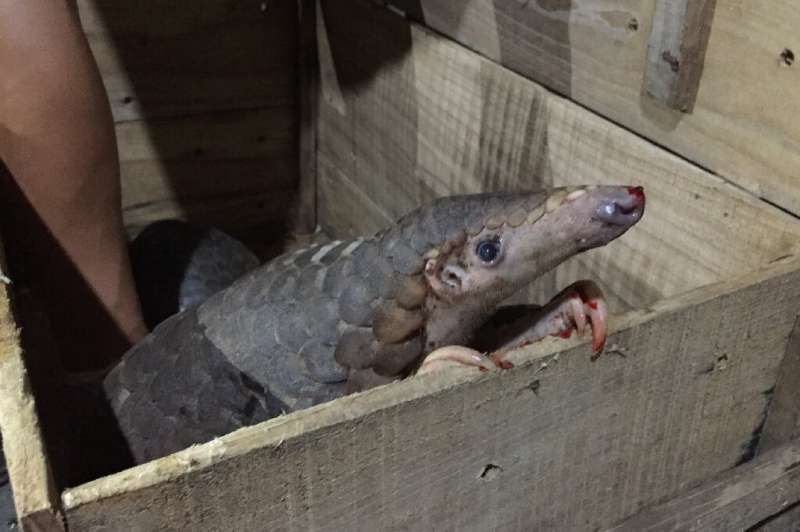 The small, docile pangolin is the most trafficked animal in the world