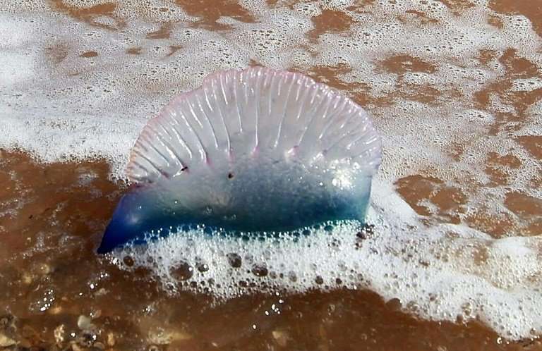 The stings of Portuguese Man o' War jellyfish, also known as bluebottles, are notoriously painful
