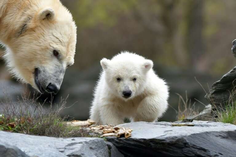 The three and a half month old polar bear still has not been named