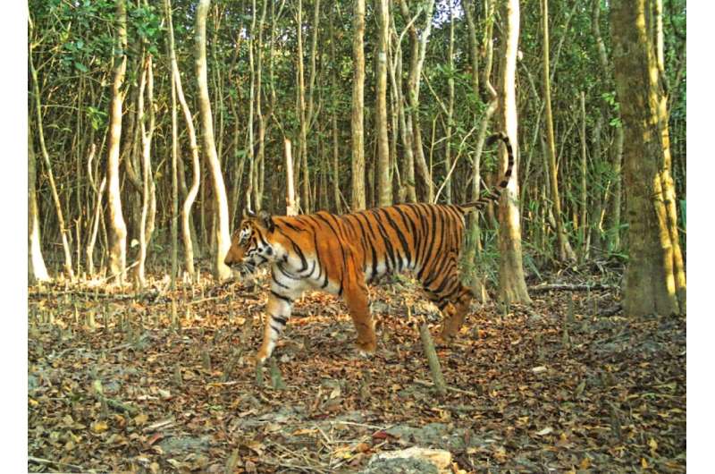 The Tiger census was conducted on 1,656 square kilometres (640 square miles) of forest in 2018 and used camera traps to count th
