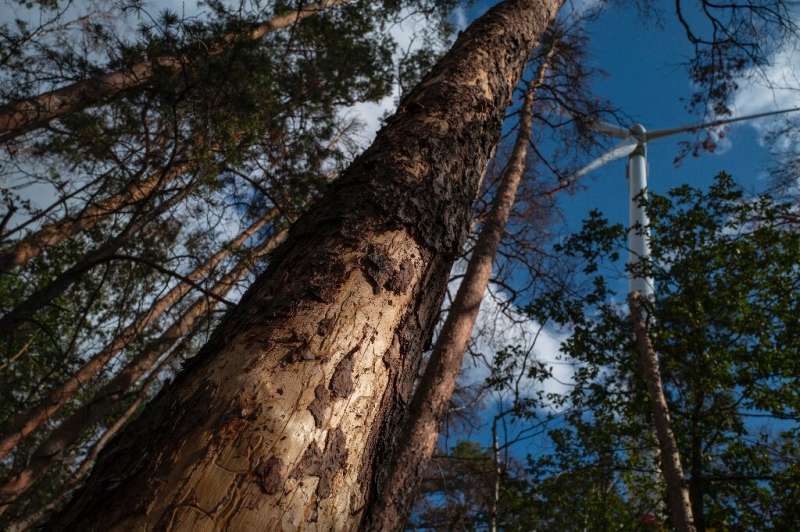 The tiny bark beetle has gone on a rampage as trees in water-starved habitats have lost their natural defences