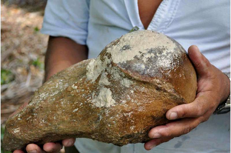 The tooth of the first fossilized giant ground sloth from Belize exposes its world