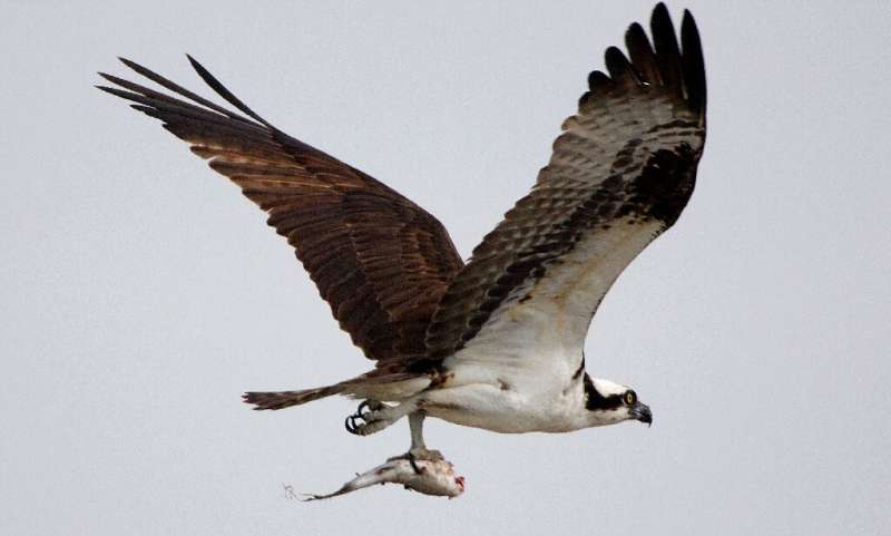 The tourist season coincides with ospreys' breeding season, which affects their reproductive success