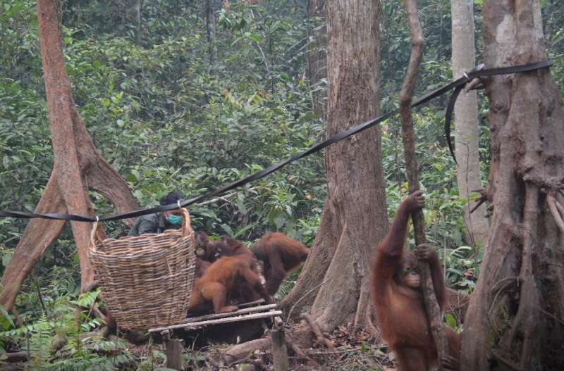 The toxic haze was so bad in parts of Kalimantan that rescuers at an Orangutan shelter were keeping the great apes indoors for m