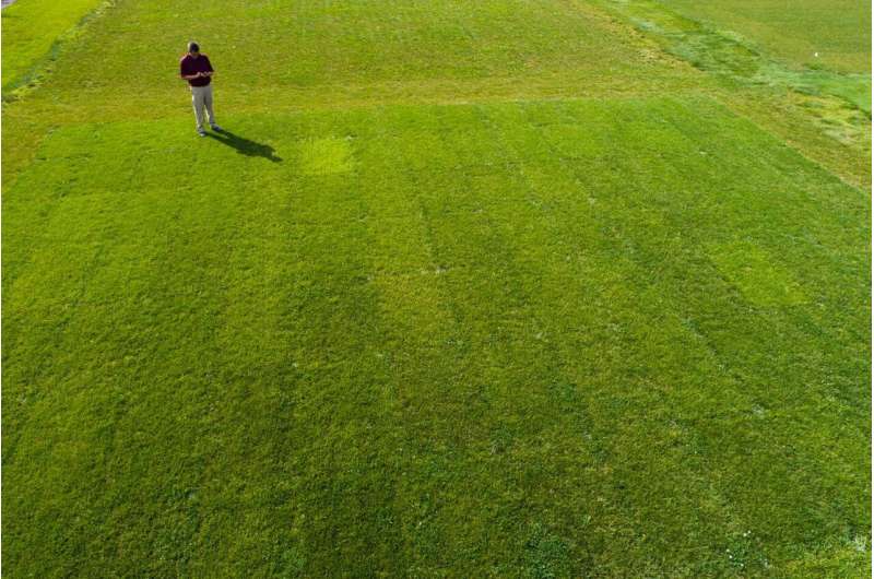 The trials of turfgrass breeders