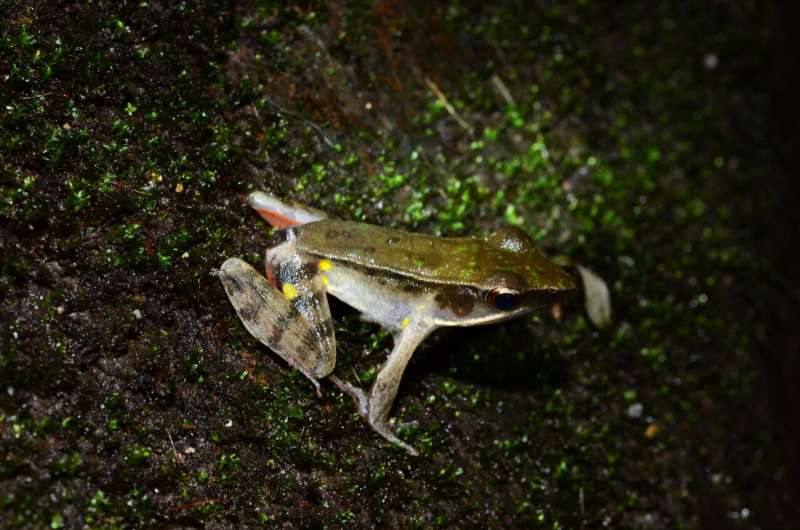 The truth about a true frog: Unknown Costa Rican frog hidden amongst a widespread species