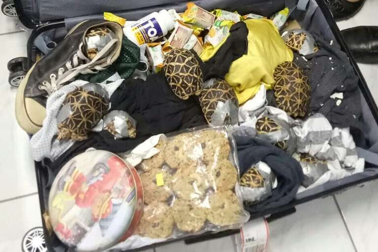 The turtles and tortoises were found at Manila airport on Sunday in the luggage of a Filipino passenger, hidden among clothes an