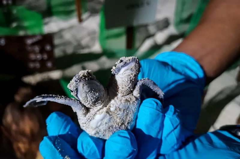 The turtle would probably not have surivived long in the wild, a vet from Sabah Wildlife Department said