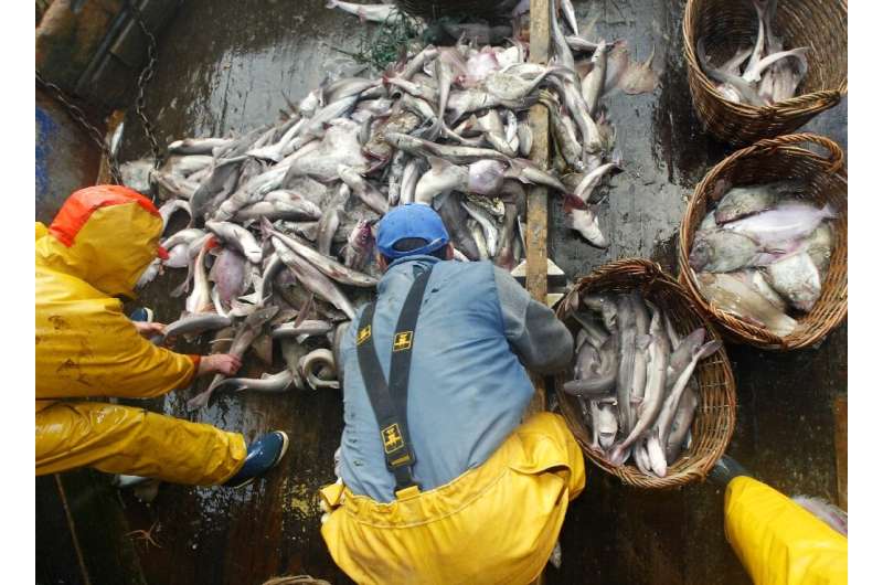 The UN estimates a third of the world's fish stocks were harvested at unsustainable levels in 2015