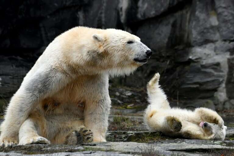 The unnamed polar bear cub frolicked with her mother Tonja at Berlin zoo