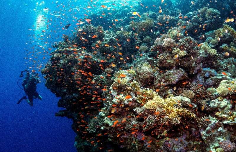 The UN warned last year that just 1.5 Celsius of global warming could see 70-90 percent of Earth's coral reefs vanish