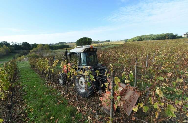 The vast majority of producers cultivating grapes across France are heavily reliant on weedkillers, including glyphosate