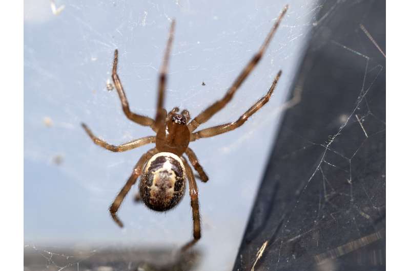 The widow next door: Where is the globally invasive noble false widow settling next?