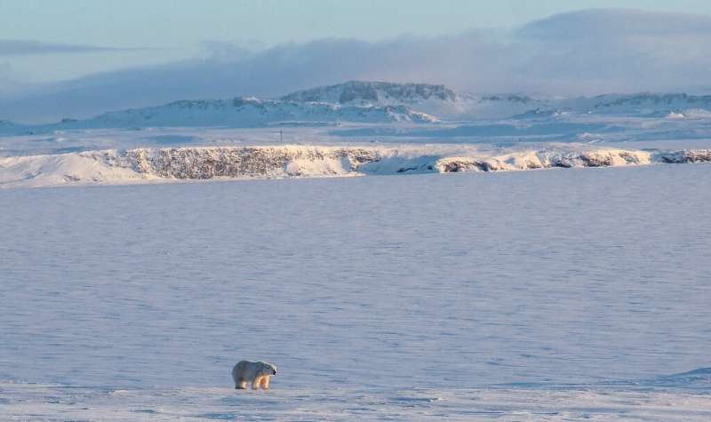 The World Wildlife Fund says that climate change is blame for polar bears coming ever closer to Russian villages in search of fo