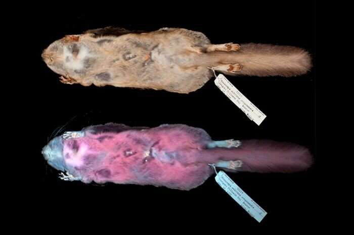 Think Pink: Texas A&amp;M student aids in discovery of fluorescent pink flying squirrel