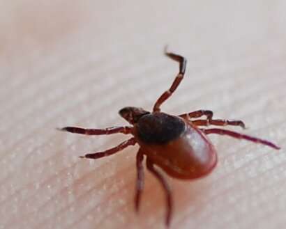 Think the tick threat grows with the grass? Not necessarily!